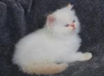 Flame Point Male Persian Himalayan Kitten - Persian Kitten For Sale - Stanton, MO, US