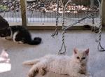 Tica Selkirk Rex kittens - Selkirk Rex Kitten For Sale - 