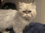 Sweet LilBoy - Himalayan Kitten For Sale - 