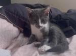 Porky - Domestic Kitten For Adoption - Turlock, CA, US