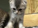 Scottish Fold Duncan - Scottish Fold Kitten For Sale - 