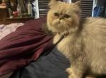 LilBoy - Himalayan Kitten For Sale - 