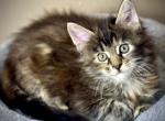 Laura - Maine Coon Kitten For Sale - Brooklyn, NY, US