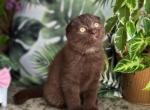 Michael - Scottish Fold Kitten For Sale - Los Angeles, CA, US