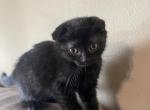 Scottish Fold kitten - Scottish Fold Kitten For Sale - Springdale, AR, US