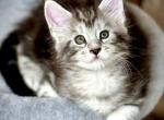 Sebastian - Maine Coon Kitten For Sale - Brooklyn, NY, US