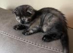 Elizabeth Scottish Fold Kitten - Scottish Fold Kitten For Sale - Springdale, AR, US