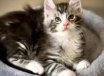 Maestro - Maine Coon Kitten For Sale - Brooklyn, NY, US