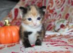 Buttercup - Domestic Kitten For Sale - Kansas City, MO, US