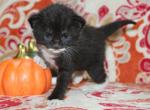 Dash - Domestic Kitten For Sale - Kansas City, MO, US