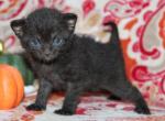 Darcy - Bombay Kitten For Sale - Kansas City, MO, US