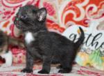 Hazel - Bombay Kitten For Sale - Kansas City, MO, US