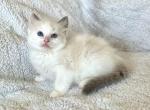 Mister Big - Ragdoll Kitten For Sale - Los Angeles, CA, US