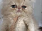 Red Male - Persian Kitten For Sale - 