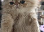 Red Male - Persian Kitten For Sale - 