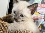 Female Siamese kitten seal point - Siamese Kitten For Sale - Plainfield, IL, US