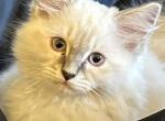 Leon - Ragdoll Kitten For Sale - 