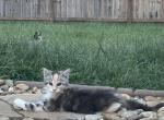 Penny - Maine Coon Kitten For Sale - Warner Robins, GA, US