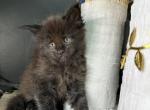 Aphrodite Black Smoke Female Maine Coon - Maine Coon Kitten For Sale - Wood River, IL, US