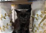 Ares Black Smoke Male Maine Coon - Maine Coon Kitten For Sale - Wood River, IL, US