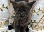 Poseidon Black Smoke Male Maine Coon - Maine Coon Kitten For Sale - Wood River, IL, US