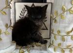 Hades Maine Coon Black Smoke - Maine Coon Kitten For Sale - Wood River, IL, US