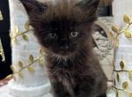 Zeus Black Smoke male Maine Coon - Maine Coon Kitten For Sale - Wood River, IL, US