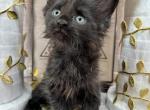 Apollo Male Black Smoke Maine Coon - Maine Coon Kitten For Sale - Wood River, IL, US