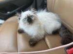 Mufasa - Himalayan Kitten For Sale - 