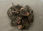 Lily Litter of 7 - Bengal Kitten For Sale - 