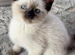 Siamese girl - Siamese Kitten For Sale - Catasauqua, PA, US