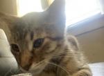 Toby - Domestic Kitten For Adoption - 