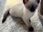 Siamese girl - Siamese Kitten For Sale - Catasauqua, PA, US