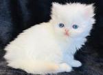 Pearl - Persian Kitten For Sale - Callahan, FL, US