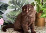 William - Scottish Fold Kitten For Sale - Brooklyn, NY, US