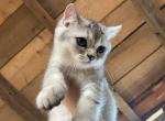 Rowen Whiteoak - British Shorthair Kitten For Sale - 