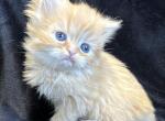 Meeko - Persian Kitten For Sale - Callahan, FL, US