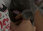 ivy - Russian Blue Kitten For Adoption - TX, US