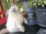 Muffin - Himalayan Kitten For Sale - 