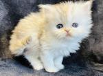 Graycie - Persian Kitten For Sale - Callahan, FL, US