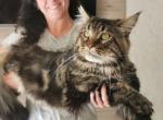 Emergency Sale - Maine Coon Cat For Sale - 