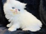 Leopold - Persian Kitten For Sale - Callahan, FL, US