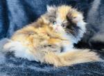 Chloe - Persian Kitten For Sale - Callahan, FL, US