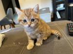 mil o - Scottish Straight Kitten For Sale - Prior Lake, MN, US