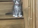 Rivertowns Paisley - Maine Coon Kitten For Sale - Cheboygan, MI, US