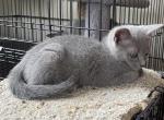 fiona - Russian Blue Kitten For Sale - Boston, MA, US