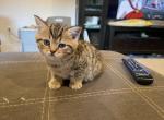 Conner - Scottish Straight Kitten For Sale - 