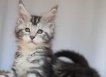 4th of July babies - Maine Coon Kitten For Adoption - Lincoln, AL, US