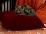 prince charming - Russian Blue Kitten For Sale - Boston, MA, US