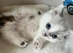 Scotland v Teddy Litter COP - Minuet Kitten For Sale - Amelia, OH, US